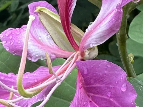 Hong Kong Orchid Tree
