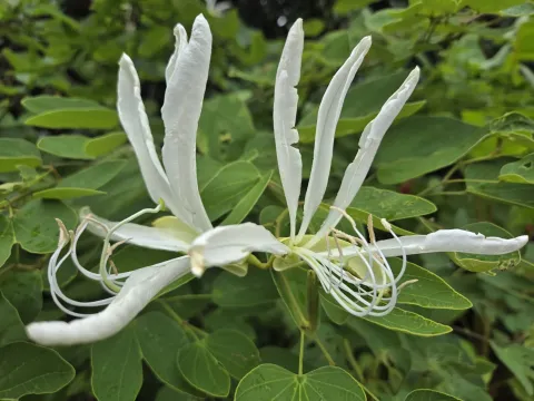 Bauhinia forficata