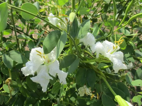 Bauhinia macrantha