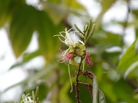 Bauhinia ungulata