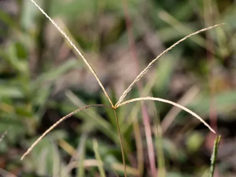 Cynodon convergens