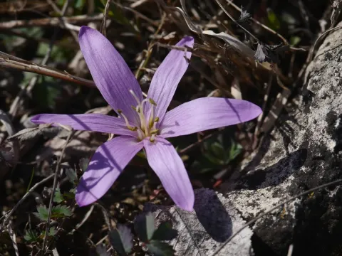 Bulbocodium vernum