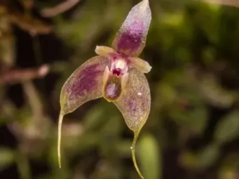 Bulbophyllum