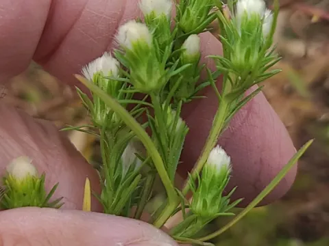 Rayless annual aster