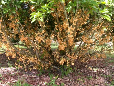 Baccaurea racemosa