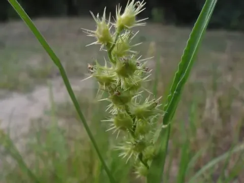 Cenchrus unisetus
