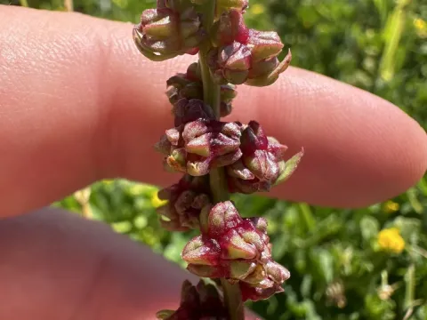 Beta macrocarpa