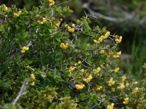 Aetna barberry