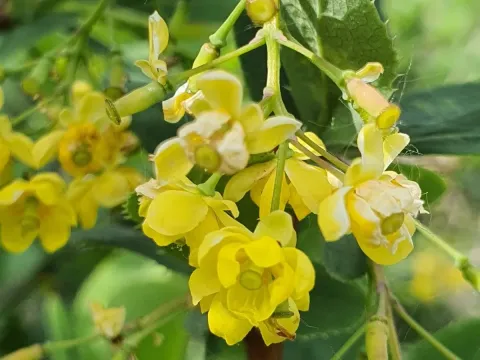 Amur barberry