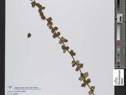 Berberis antoniana