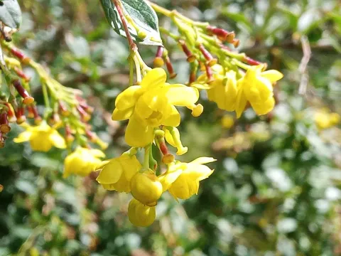 Berberis aristata