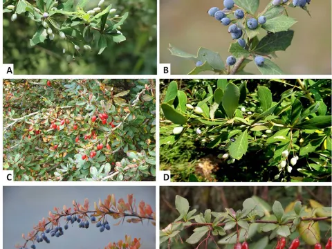 Berberis bretschneideri