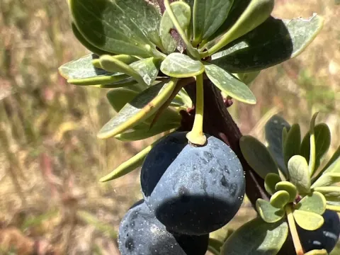 Berberis microphylla