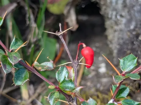 Elegant barberry