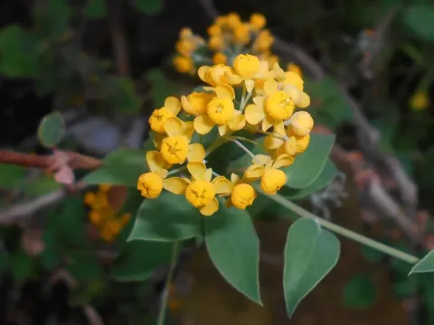 Berberis congestiflora