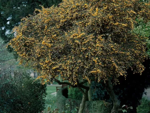 Beautiful barberry