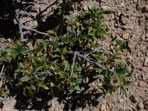 Comber's barberry