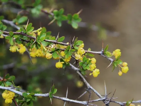 Cretan barberry
