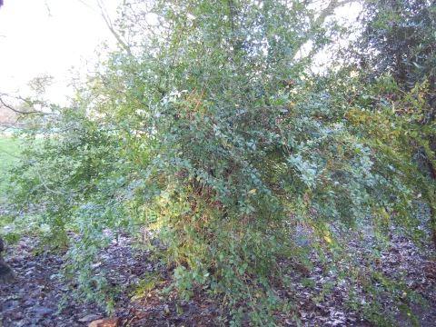 Nepal Barberry