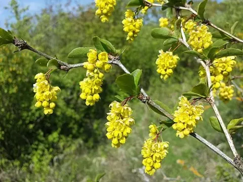 Warty barberry