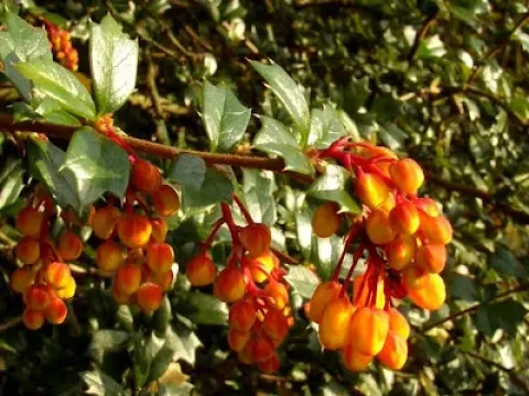 Tibetan barberry