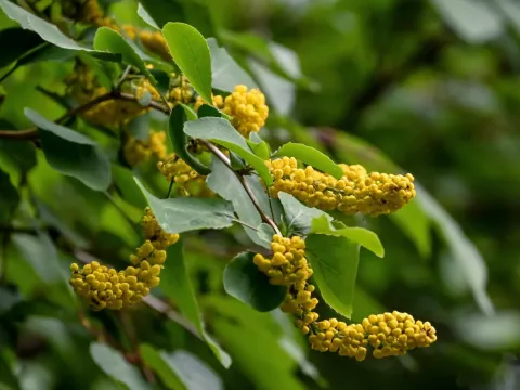 Berberis dasystachya