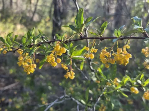 Fendler's barberry