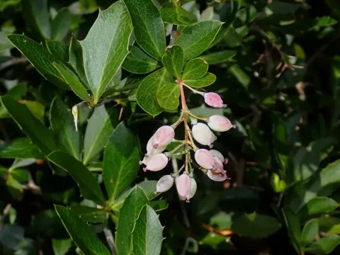 Berberis floribunda