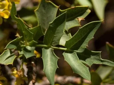 Sherriff's barberry