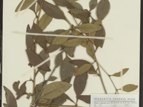 Girald's barberry