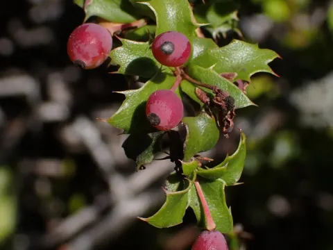 Hakea-leaved barberry