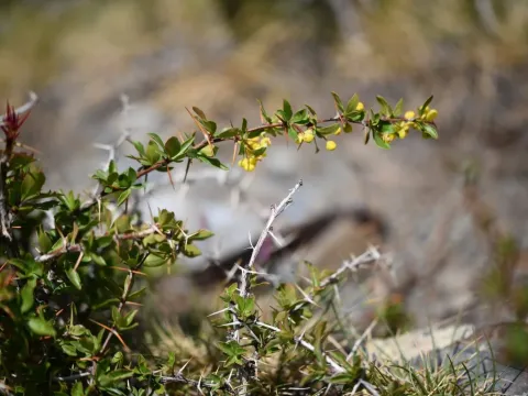 Spanish barberry
