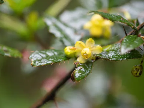 Hooker's barberry