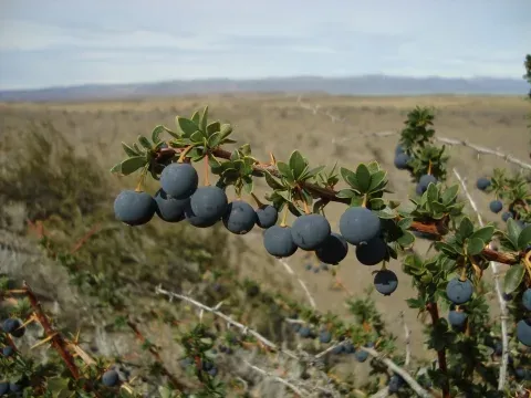 Berberis heterophylla