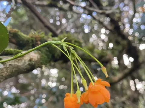 Holly-leaved barberry