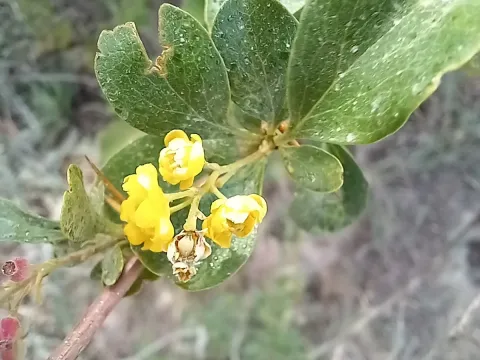 Integerrima barberry