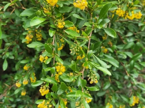 Ili barberry