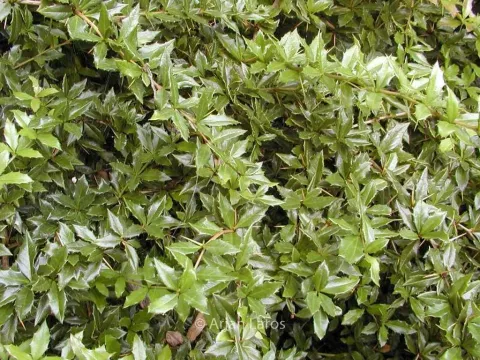 Intermediate barberry