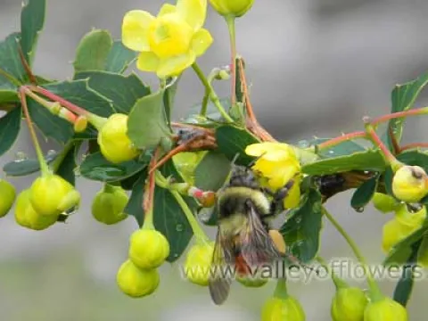Jaeschke's Barberry