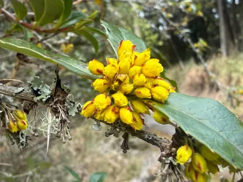 Kawakami barberry
