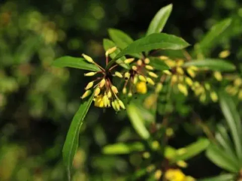 Berberis lempergiana