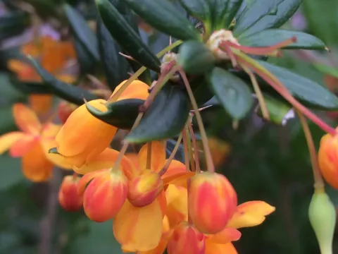 Lolog barberry