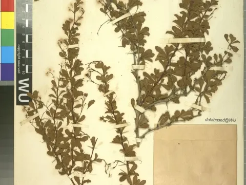Thin-branched barberry