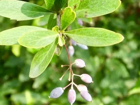 Berberis lycium