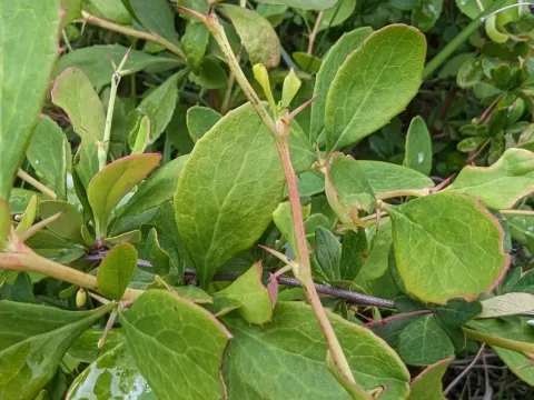 American barberry