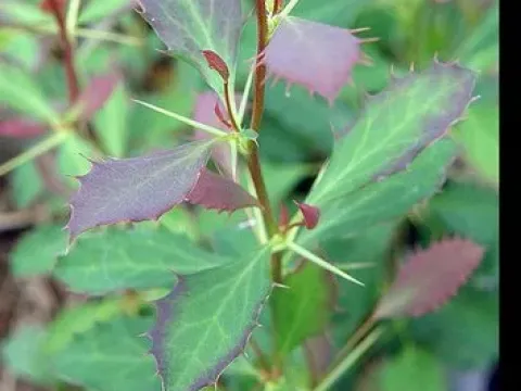 Thread-leaved barberry