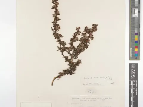 Small-flowered barberry