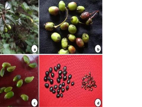 Manipur barberry