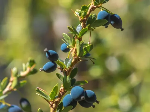 Mountain barberry