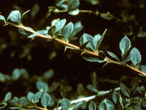 Mentor barberry